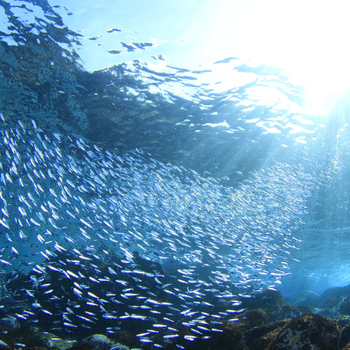 水深3mの海中世界は小魚の群れと太陽の光でキラキラしてる