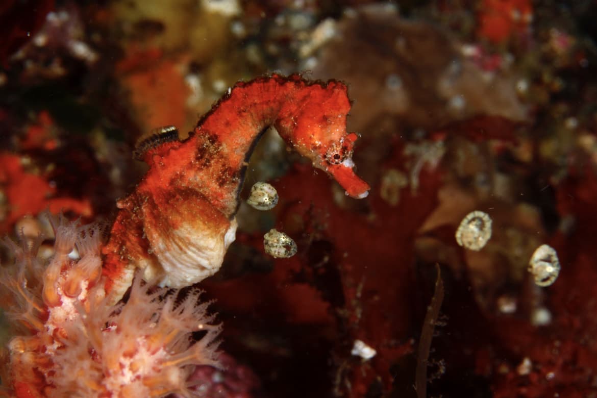 出産するハナタツのお父さん