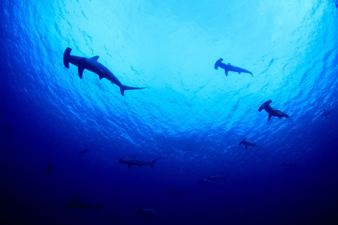 夏期シーズンの早朝ダイブで出会ったハンマーヘッドシャーク
