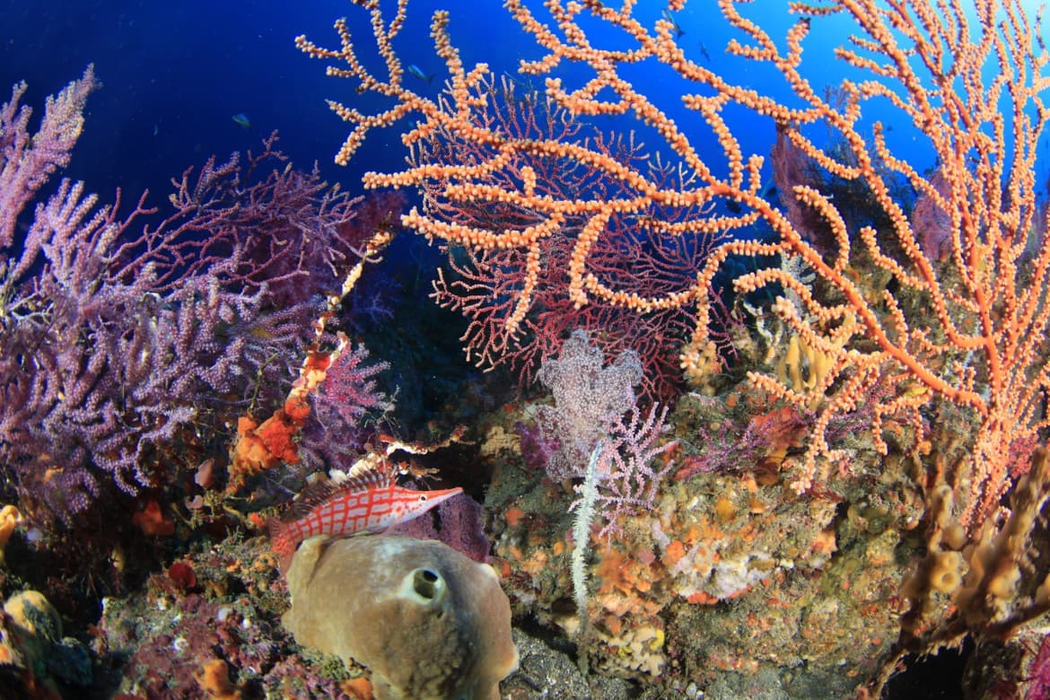 水深30mのカラフルな海中世界