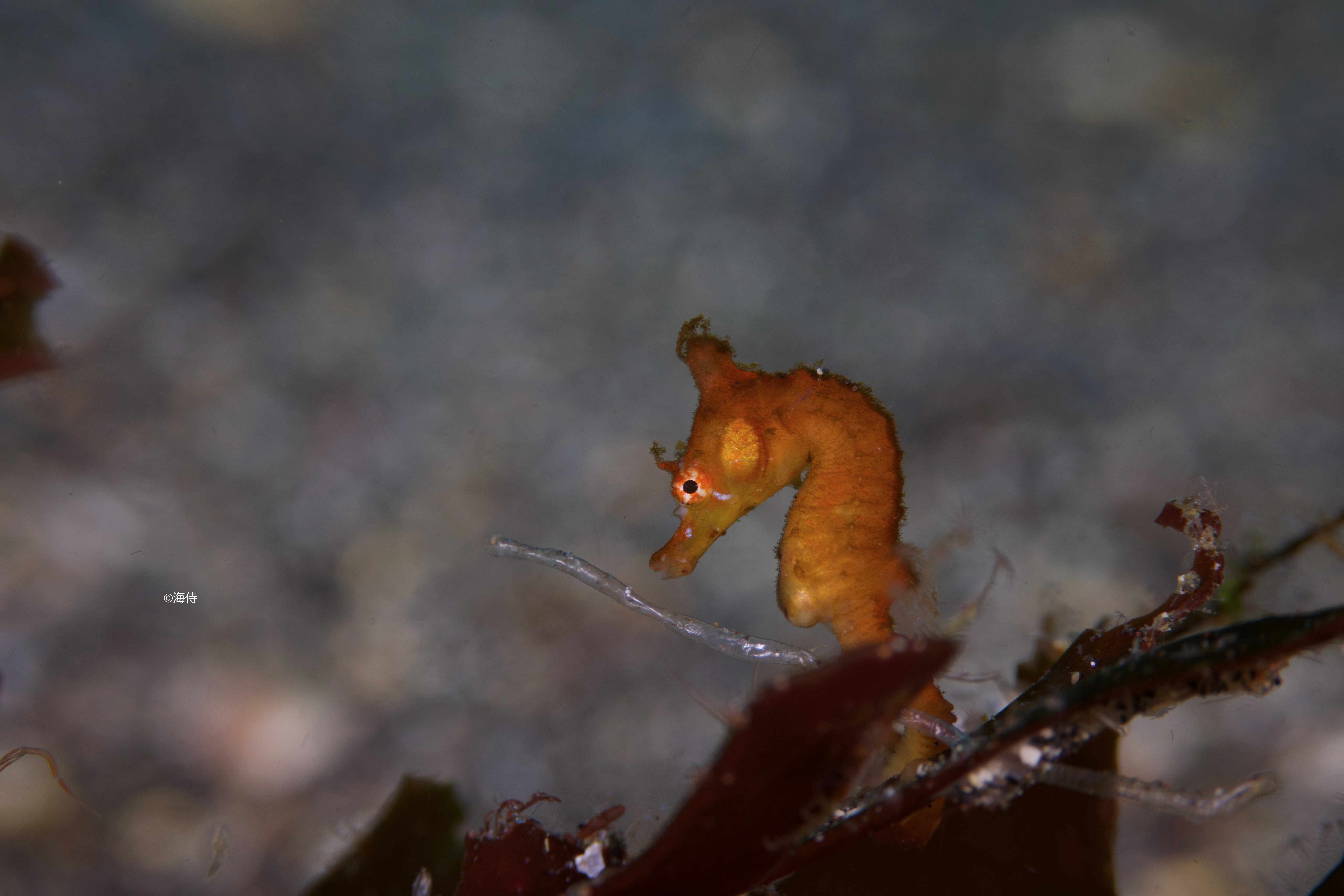 タツノオトシゴ？！(◎_◎;) | 伊豆大島ダイビングサービス海侍の