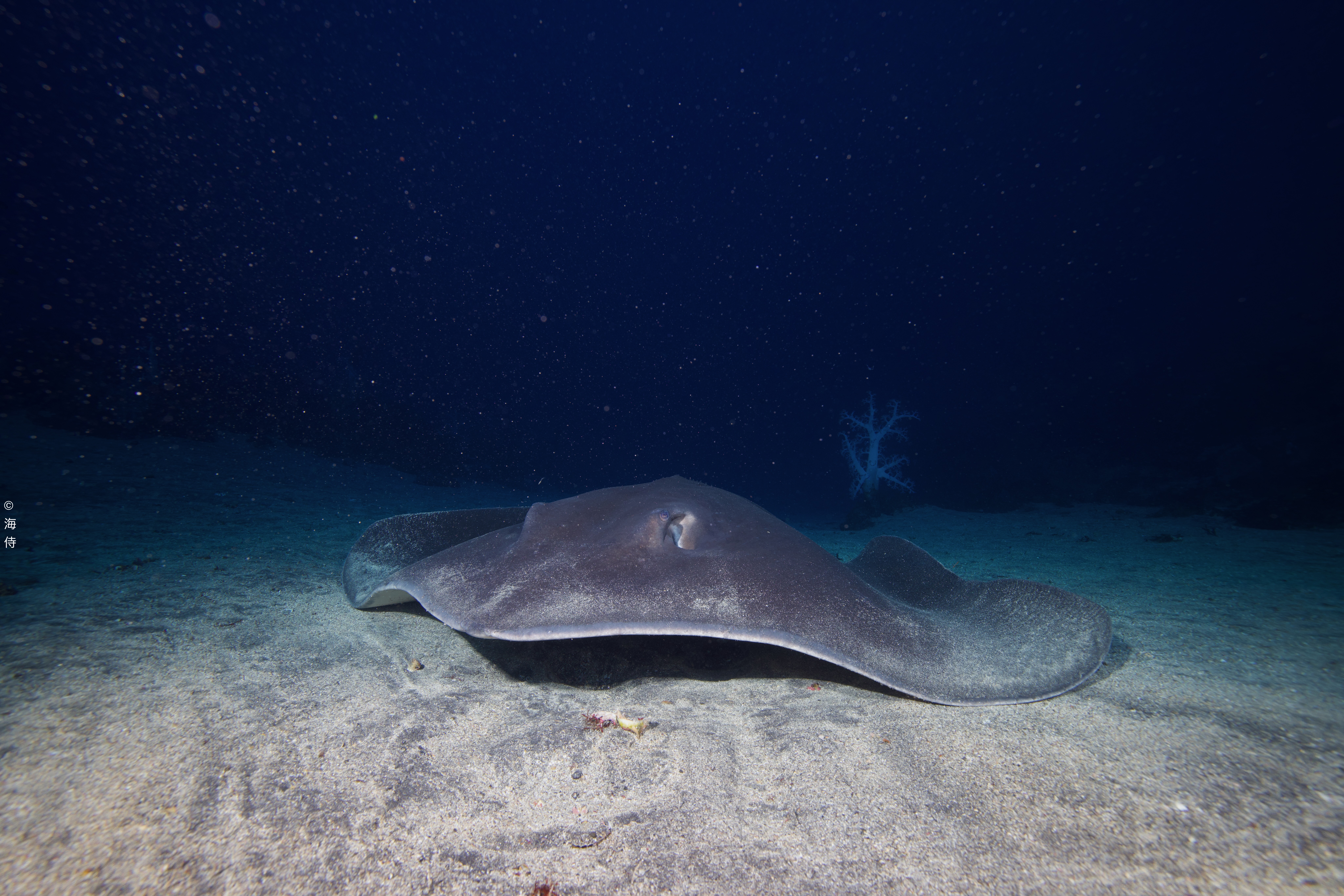 今年も出逢った体幅2m以上の超巨大エイ！(◎_◎;) | 伊豆大島